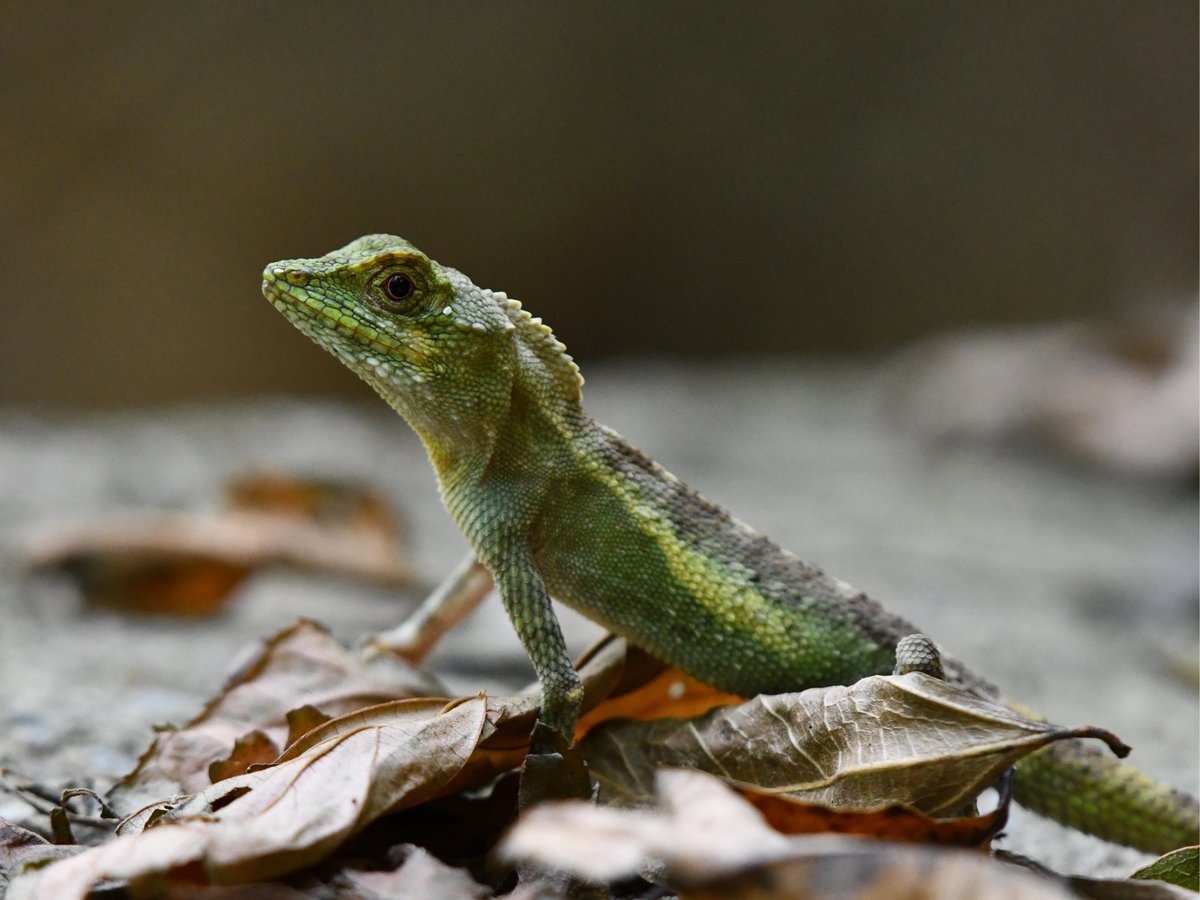 #43:
          Okinawan Tree Lizard, Okinawa.
          f/5.6 at 500mm - Shutter Speed: 1/200 - ISO: 3200